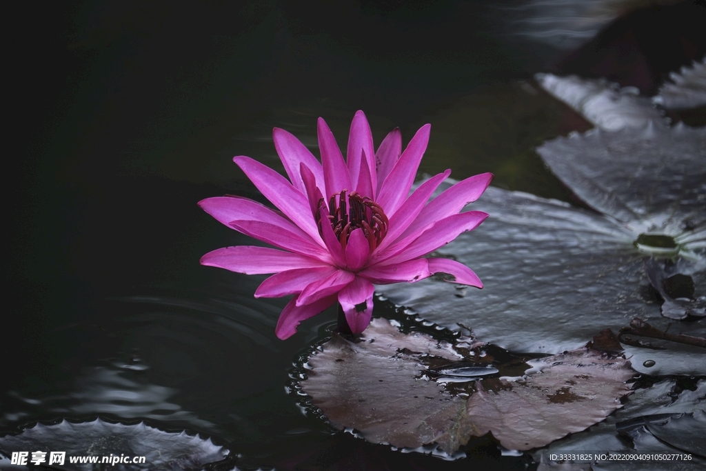 莲花