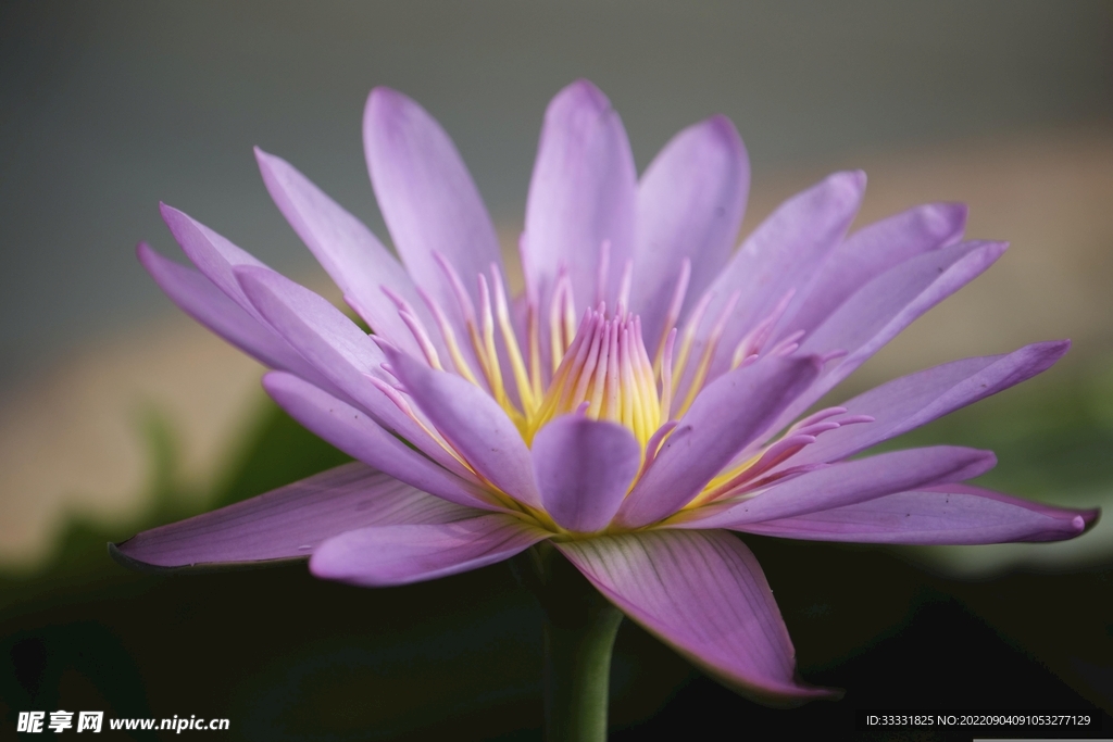 莲花