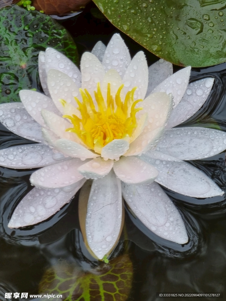 莲花