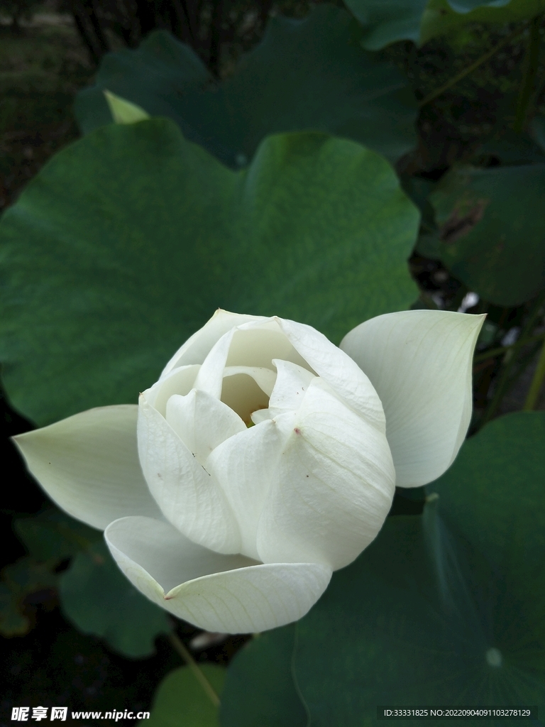 莲花
