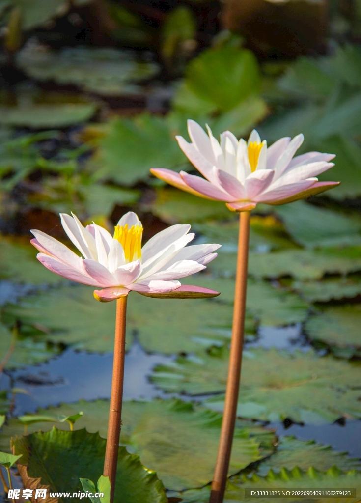 莲花