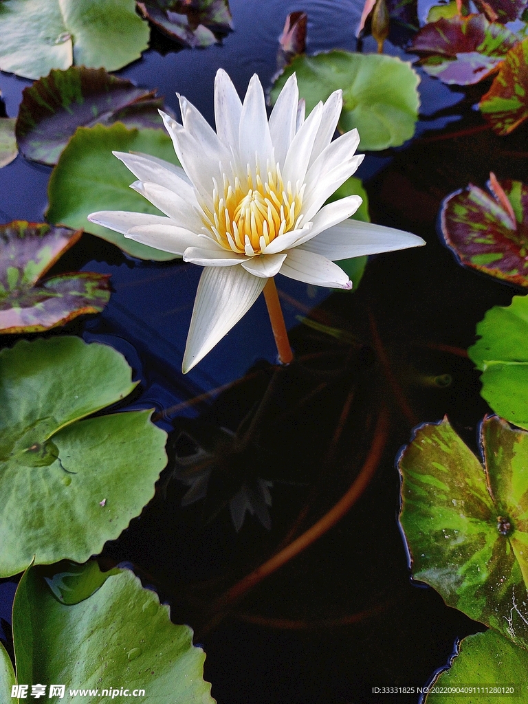 莲花
