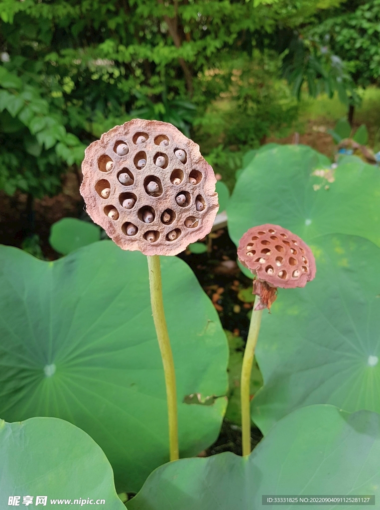 莲花