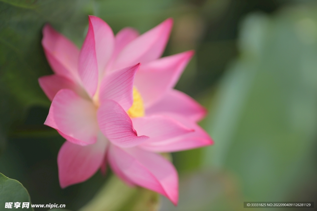 莲花
