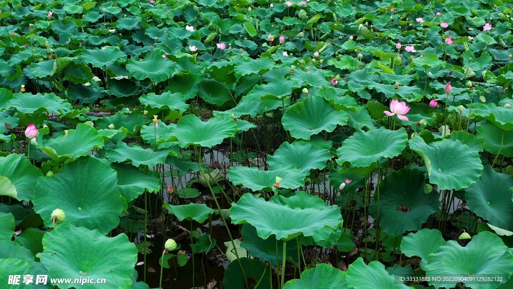 莲花