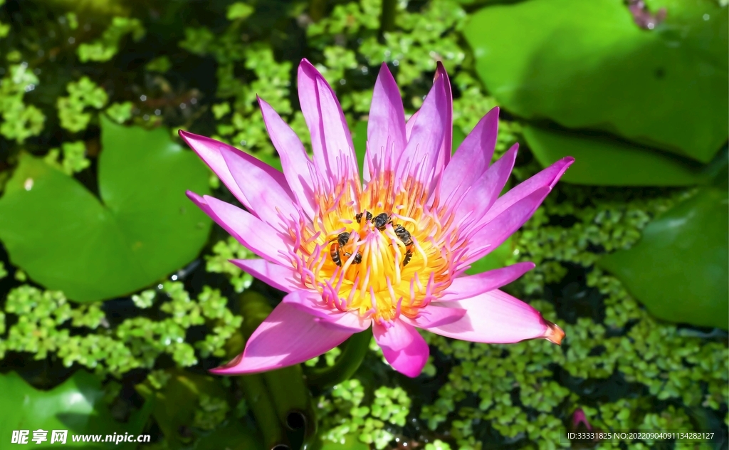 莲花