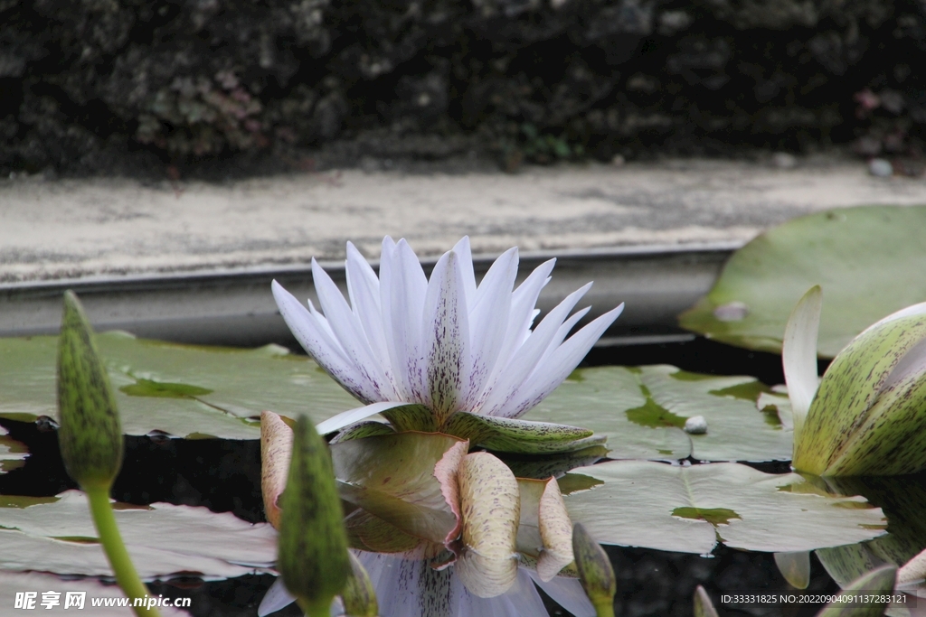 莲花