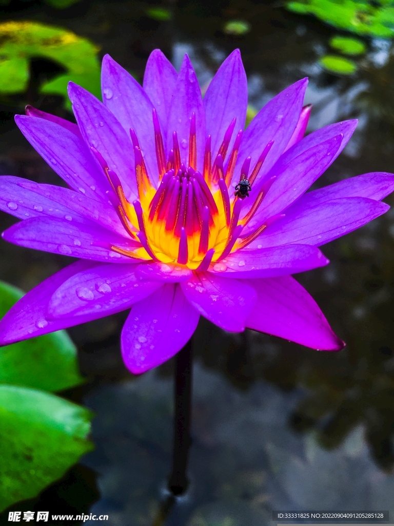 莲花