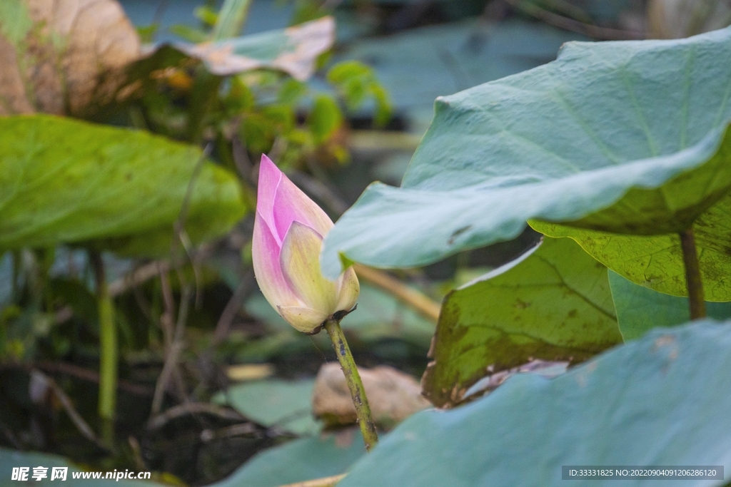 莲花