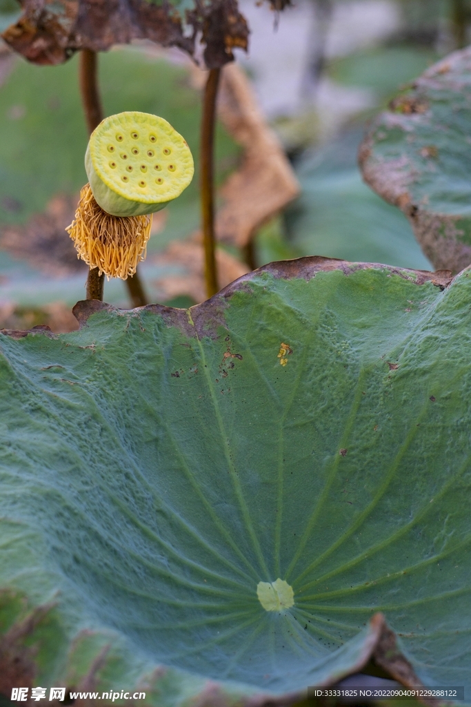 莲花