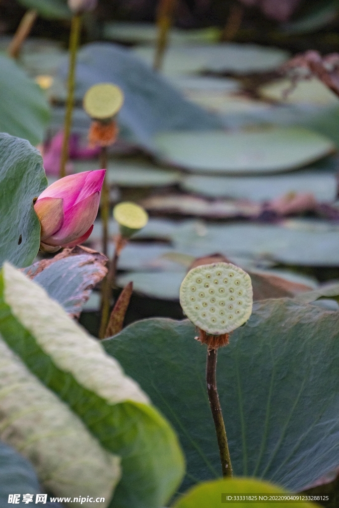 莲花