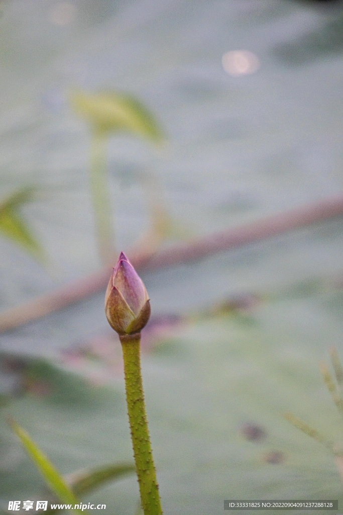 莲花