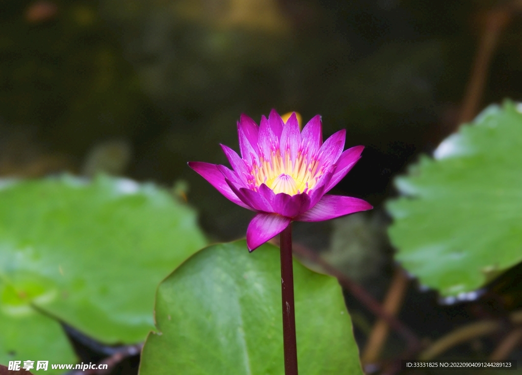 莲花