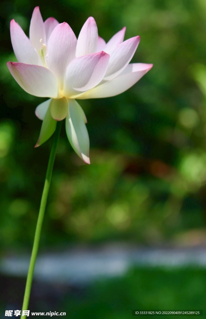 莲花