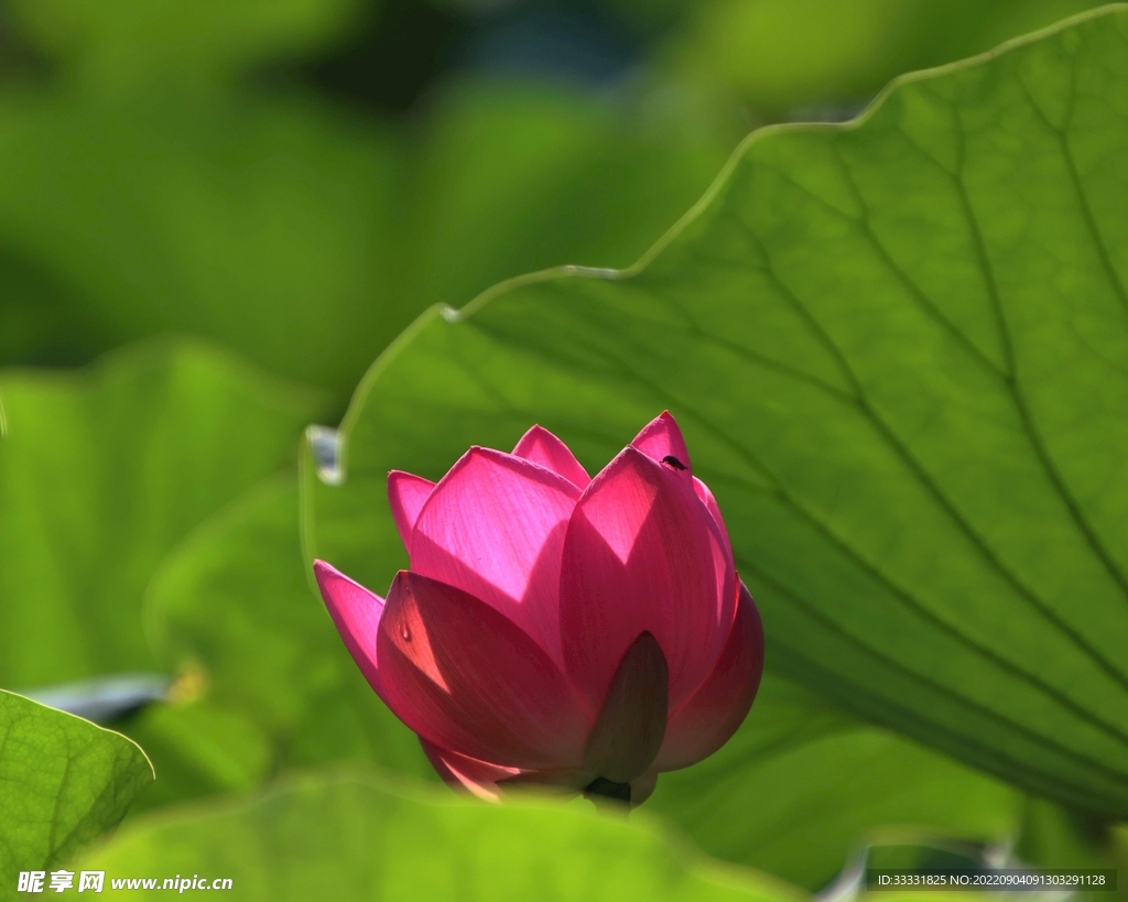 莲花