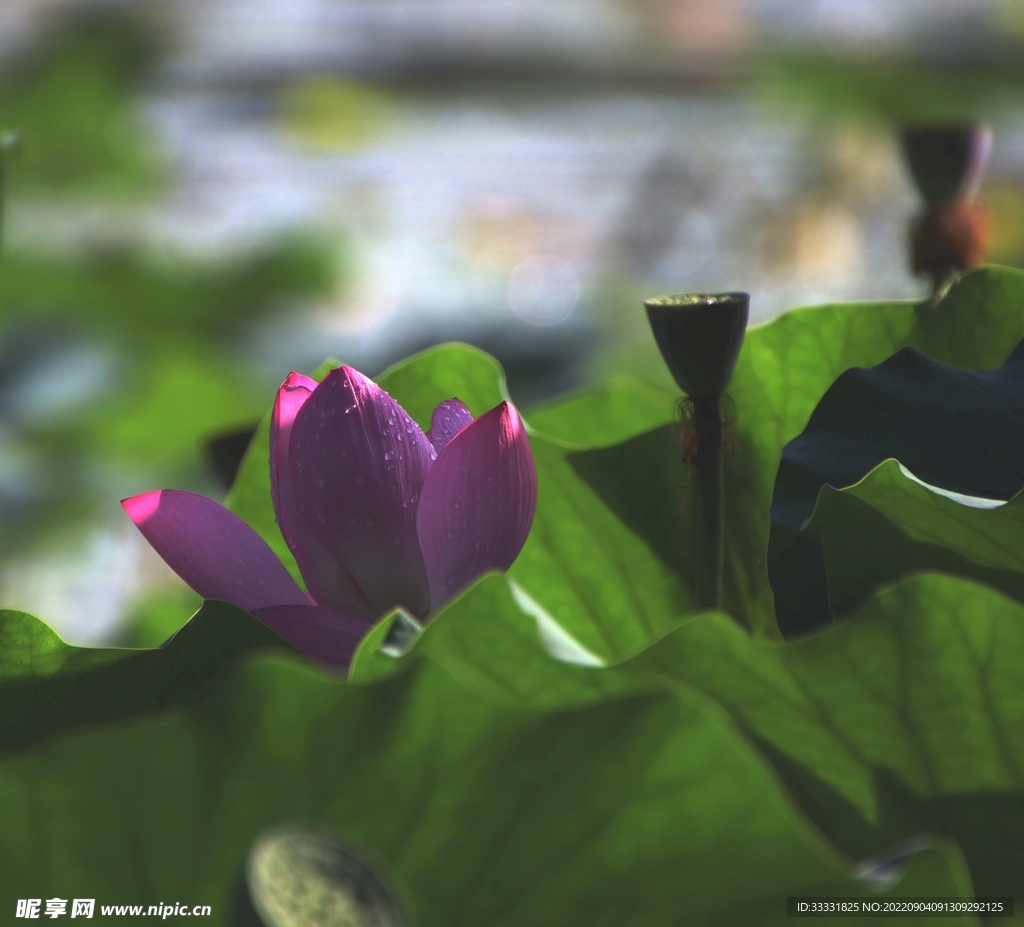 莲花