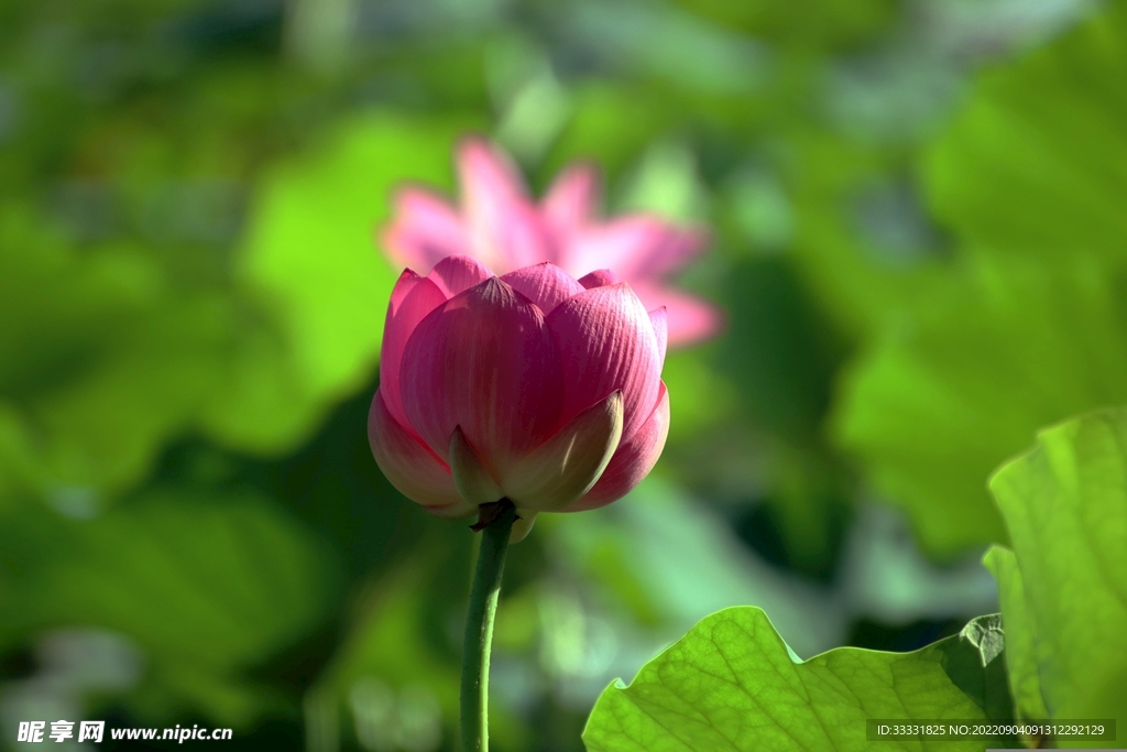 莲花