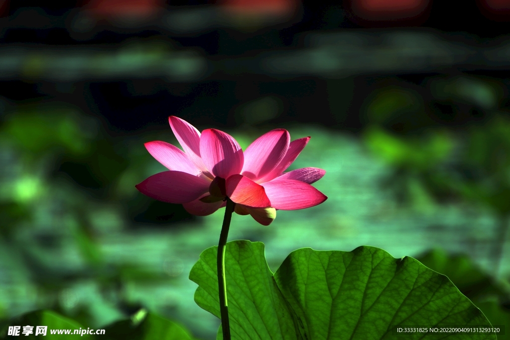 莲花