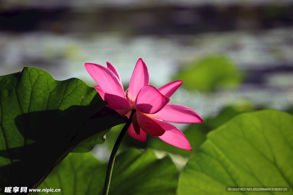 莲花