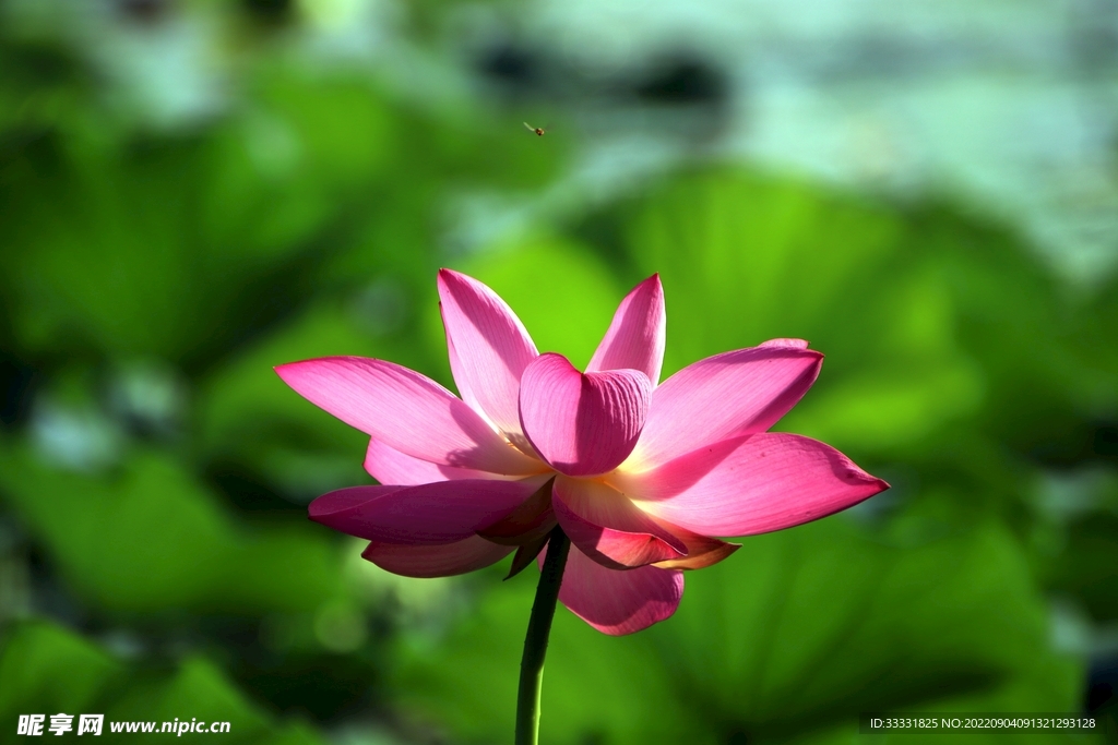 莲花