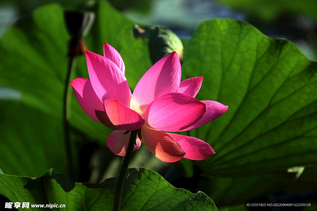 莲花