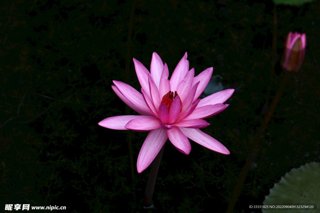 莲花