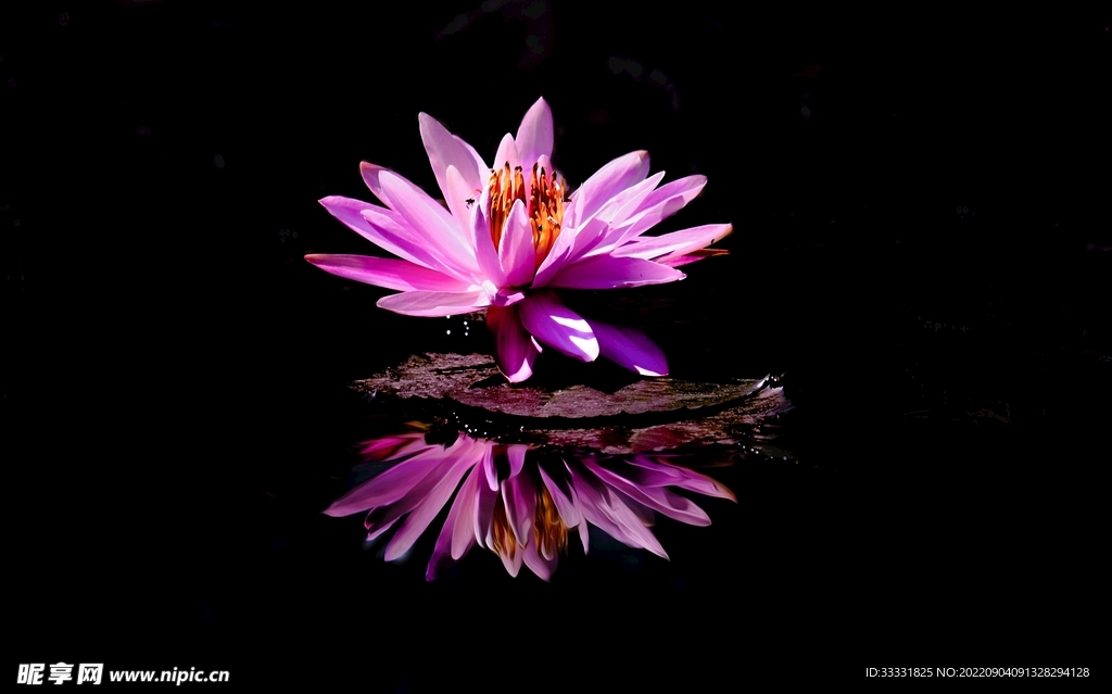 莲花