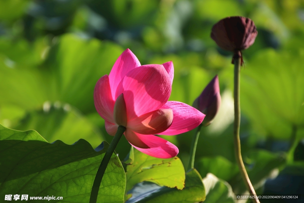 莲花