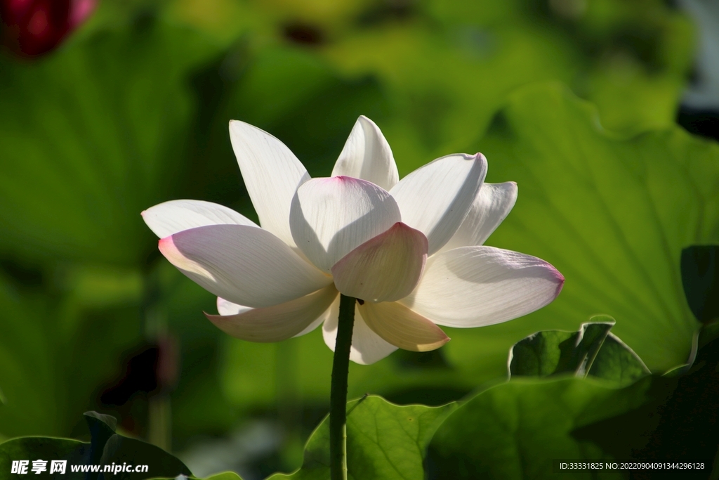 莲花
