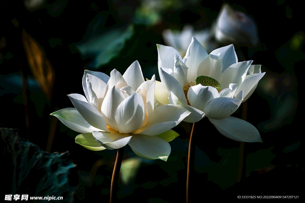 莲花
