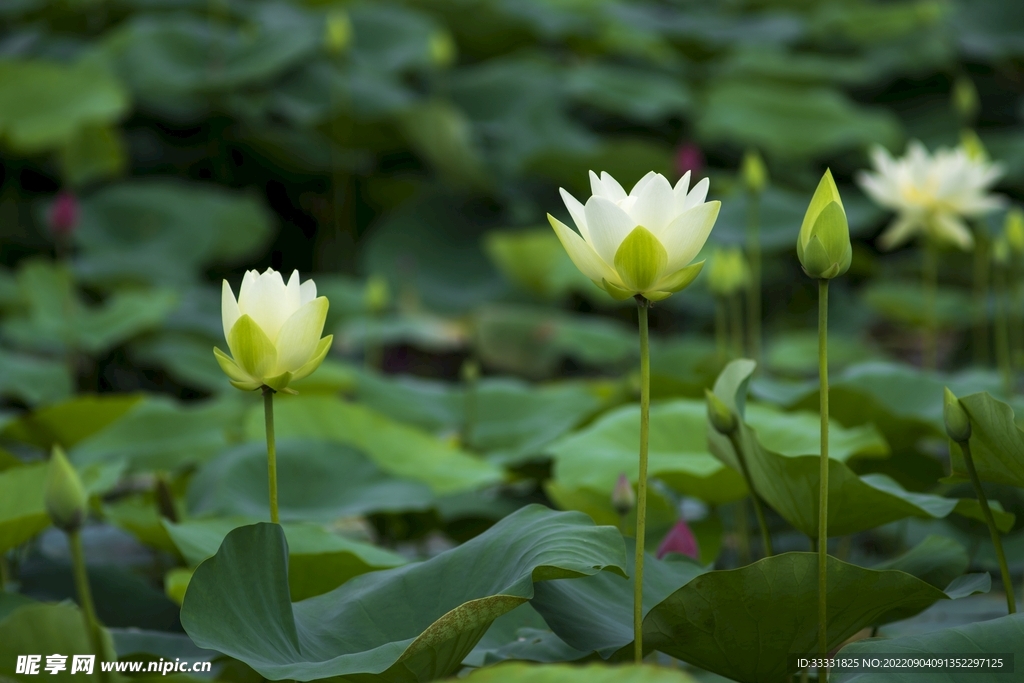 莲花