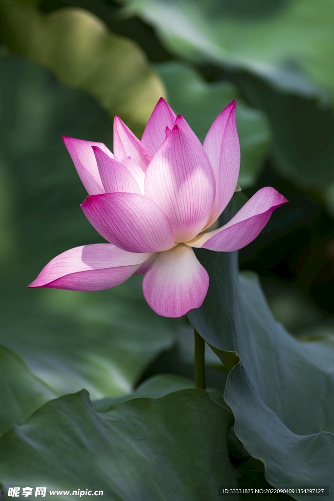 莲花