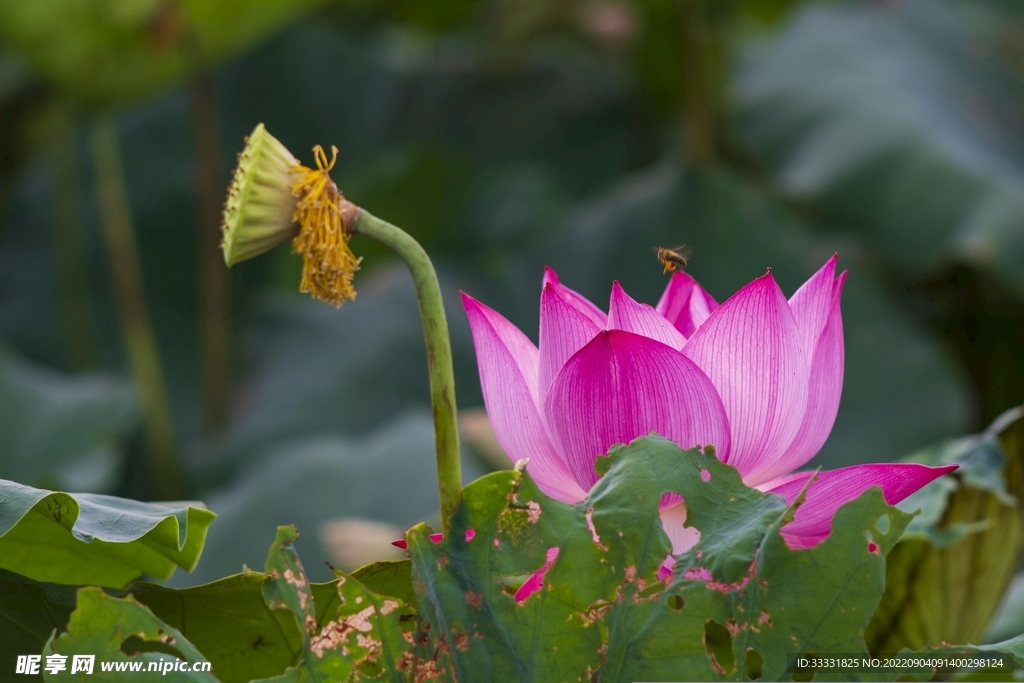 莲花
