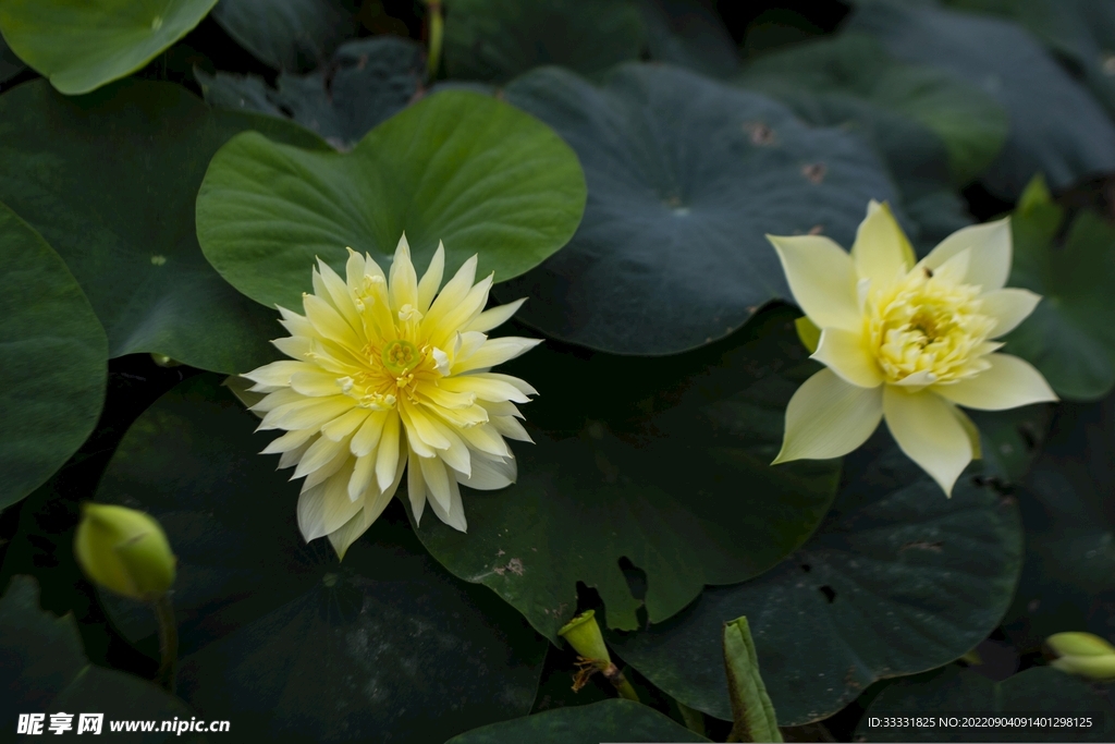 莲花
