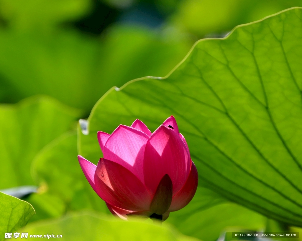 莲花