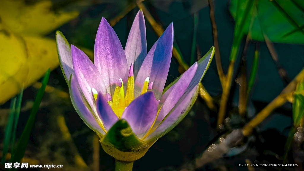 莲花