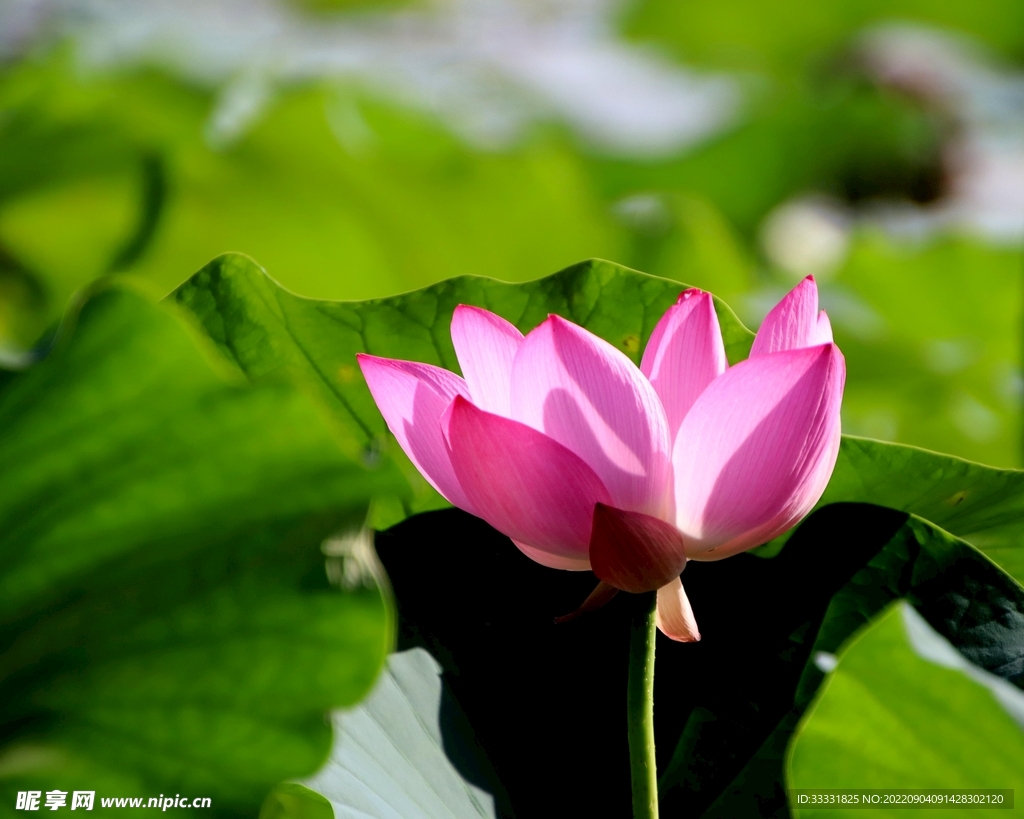莲花