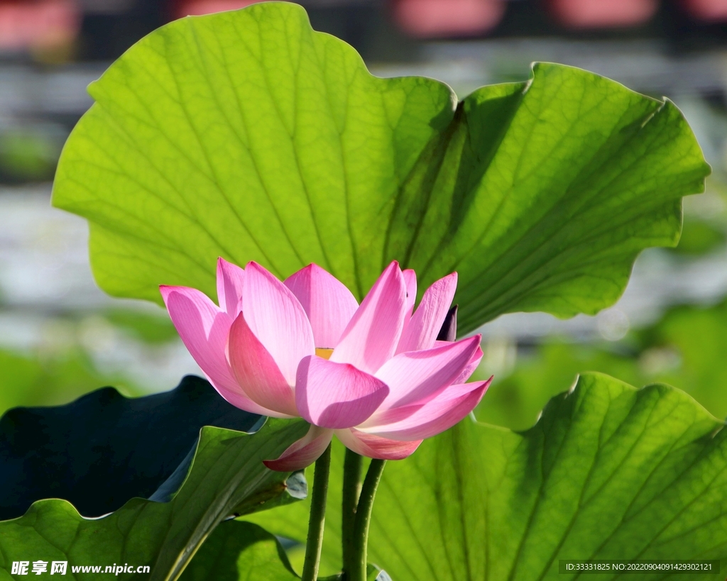 莲花