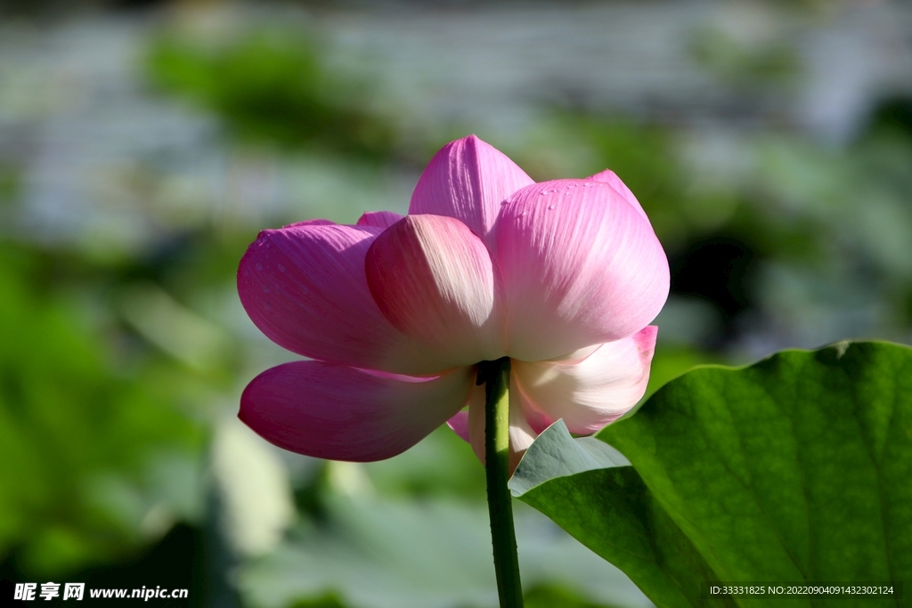 莲花