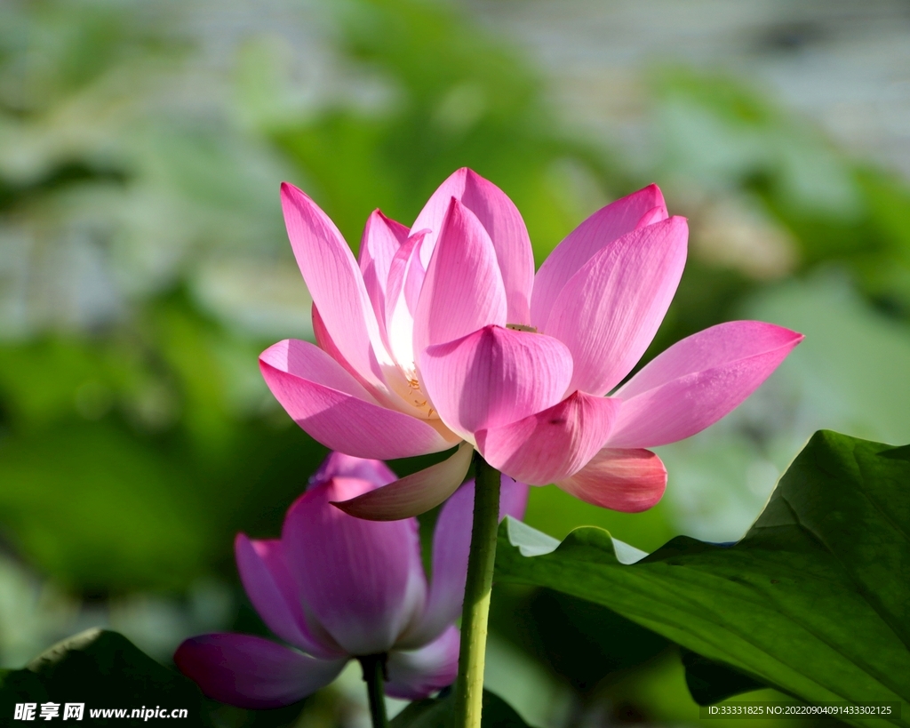 莲花
