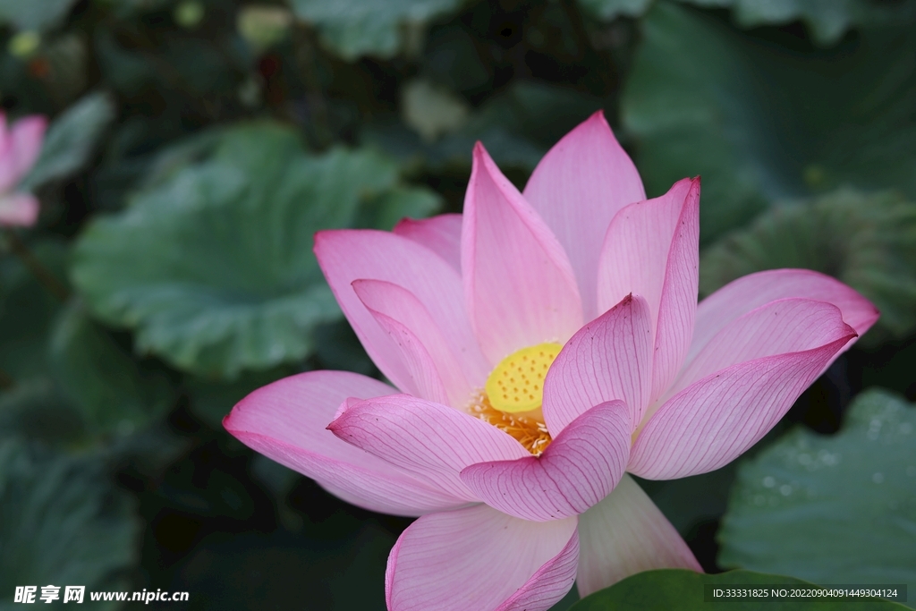 莲花