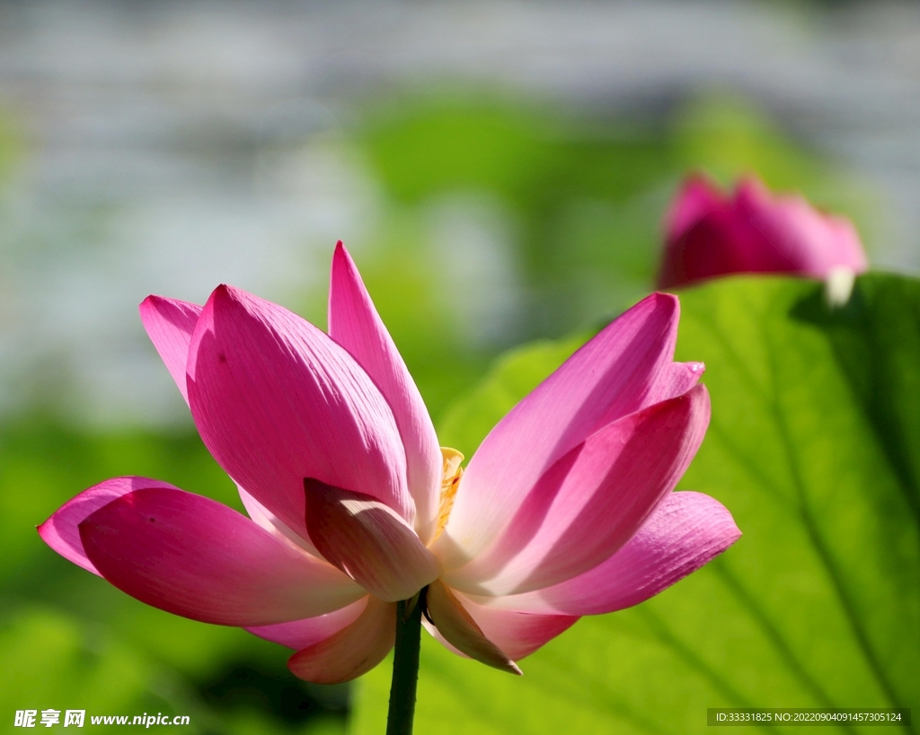 莲花