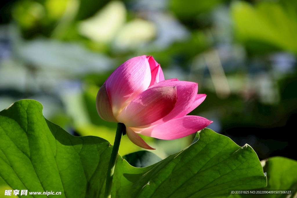 莲花