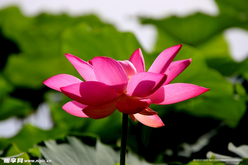 莲花