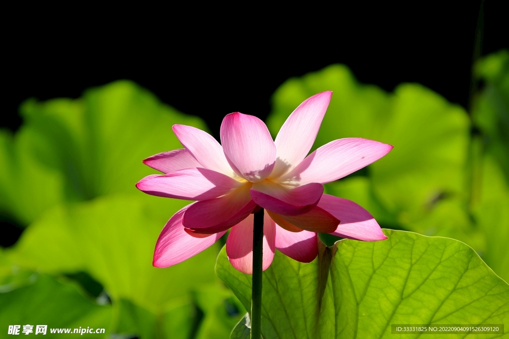 莲花