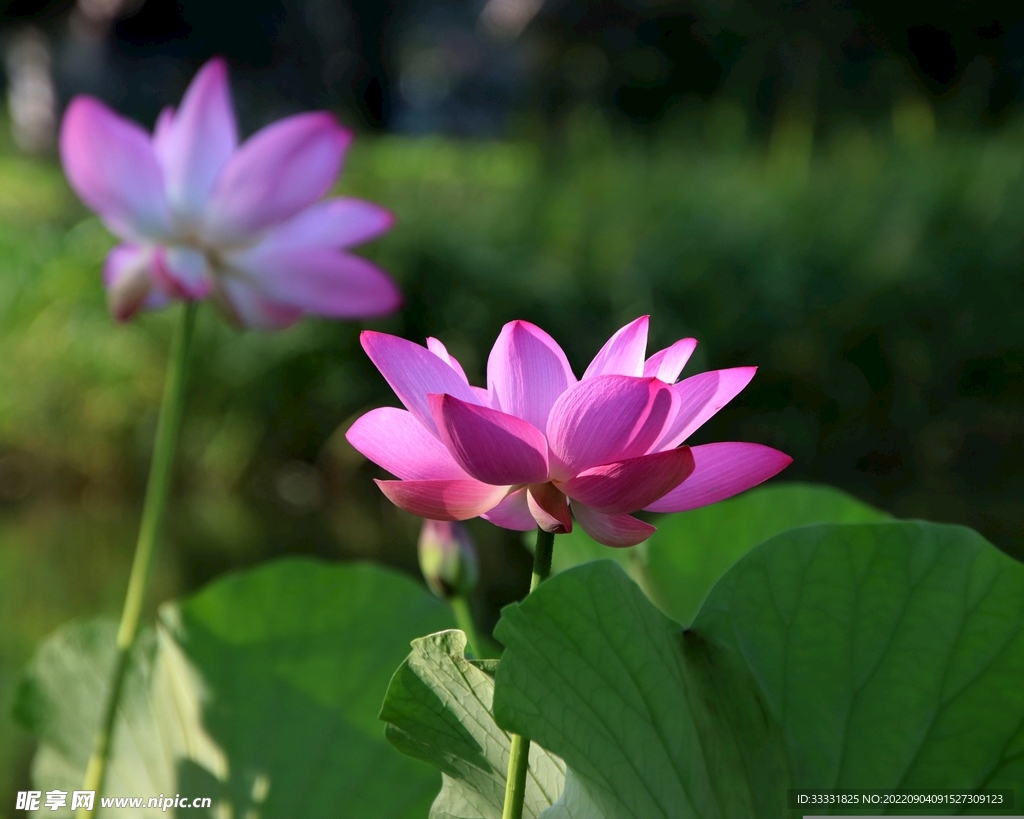 莲花