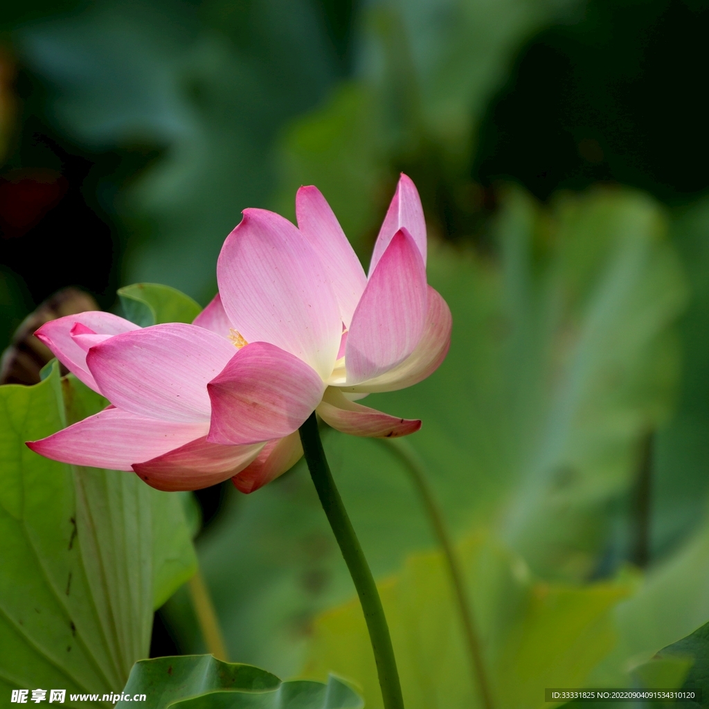 莲花