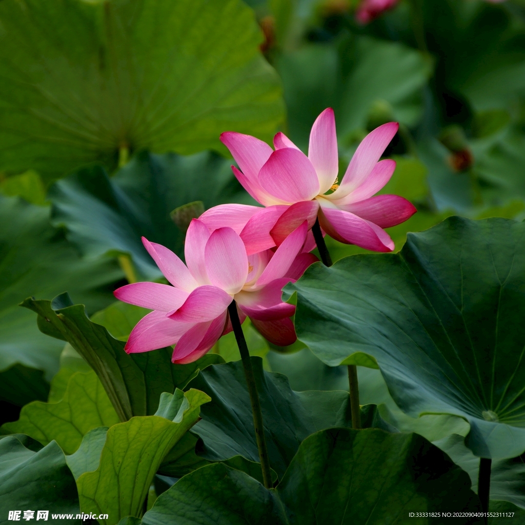 莲花