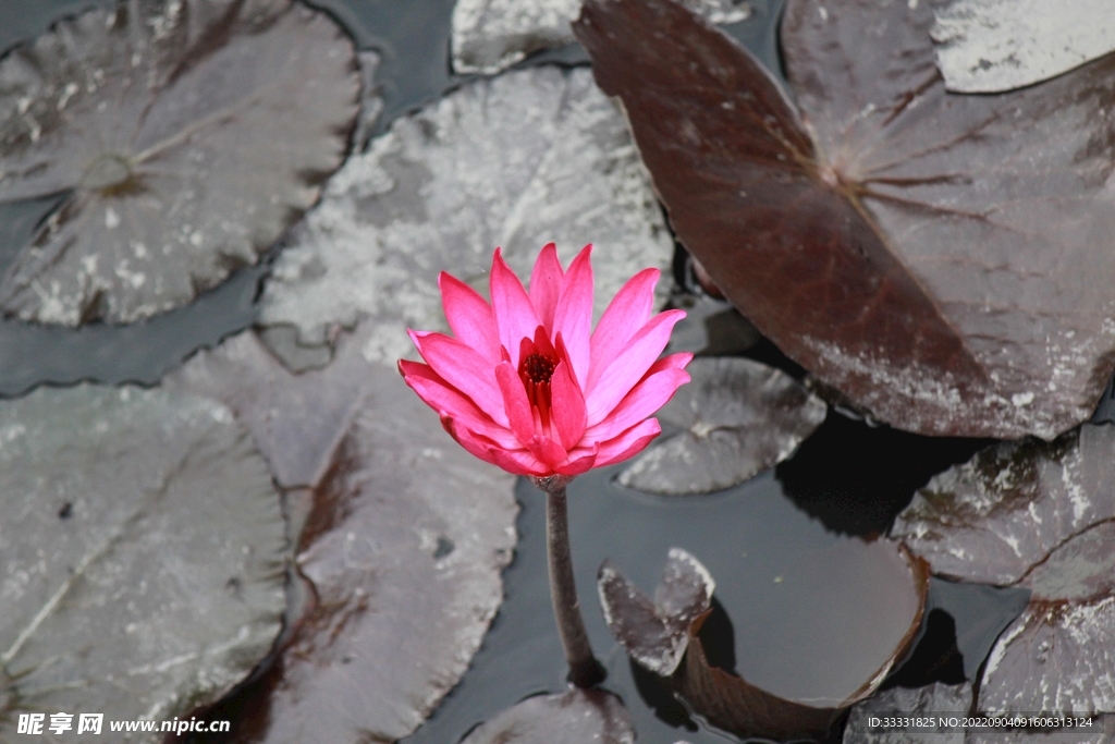 莲花