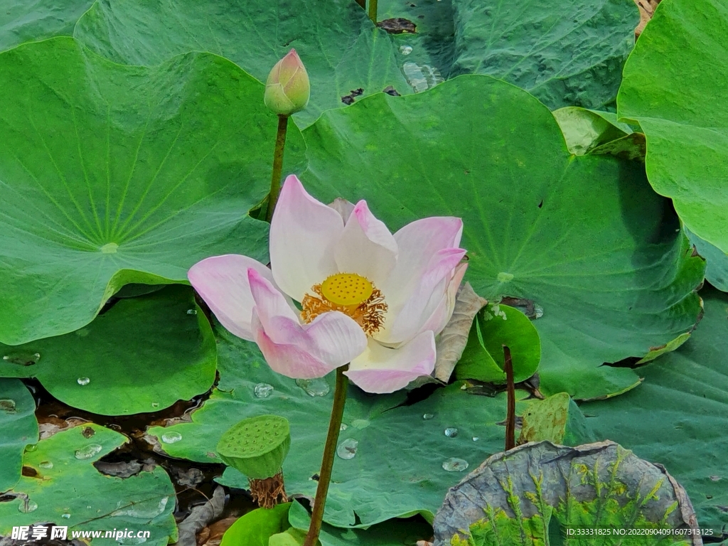 莲花